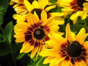 Plantarea și îngrijirea floarea-soarelui ornamentale pe câmp deschis, care crește din semințe