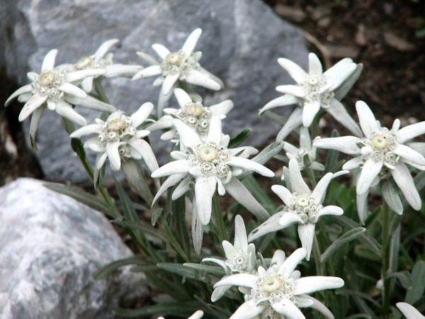 alpine edelweiss