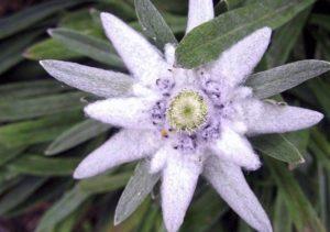 Descripció de l’edelweiss de muntanya alpina, que creix a partir de llavors i cura