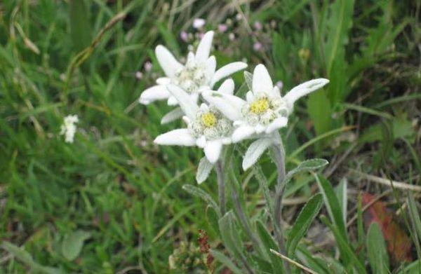 reproduction d'edelweiss