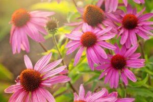 Medicinal properties and contraindications of Echinacea, use and side effects