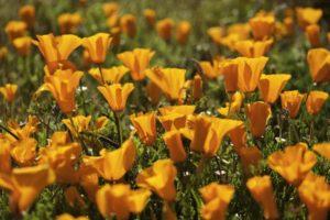 Beskrivelse af sorter og dyrkning af flerårig escholzia, plantning og pleje