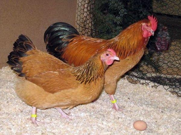 kokoši u kokošinjac