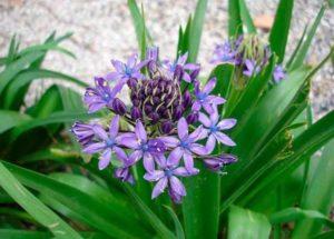 Regler för plantering och vård av hyacintoider i det öppna fältet