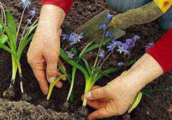 výsadba hyacintoidov