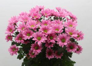 Descripció i tipus de crisantem Bacardi, recomanacions de plantació i cura