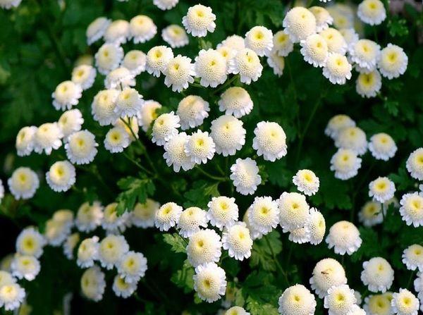 bijelo cvijeće