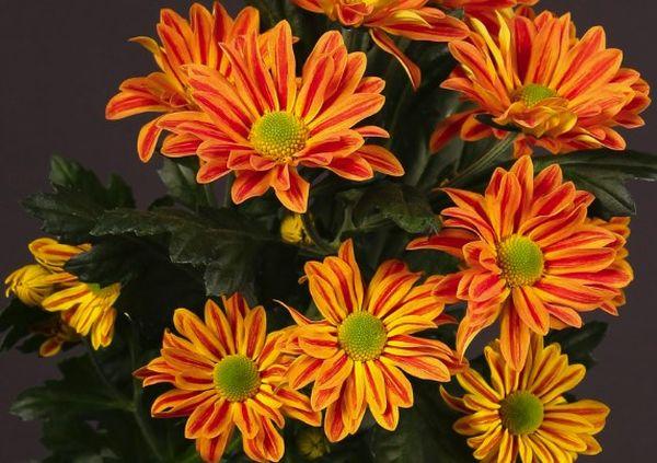 Mga Dutch chrysanthemums