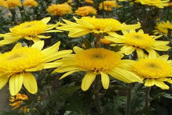 chrysanthemums yellow