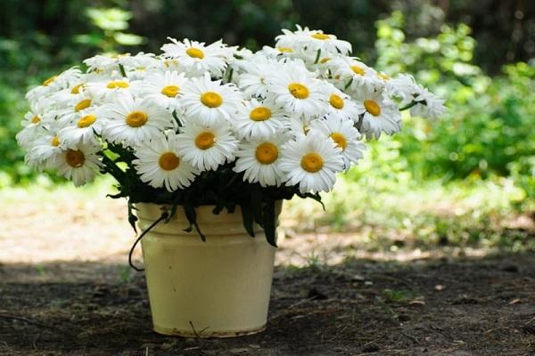 kbelík s květinami