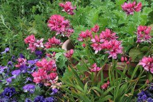 Planting and caring for Ixia in the open field, cultivation features