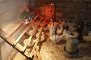 Instruktioner för användning av infraröda lampor för uppvärmning av en kycklingsko