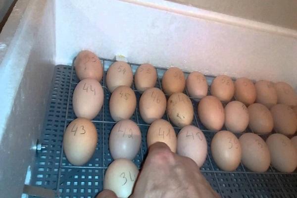 deporre le uova