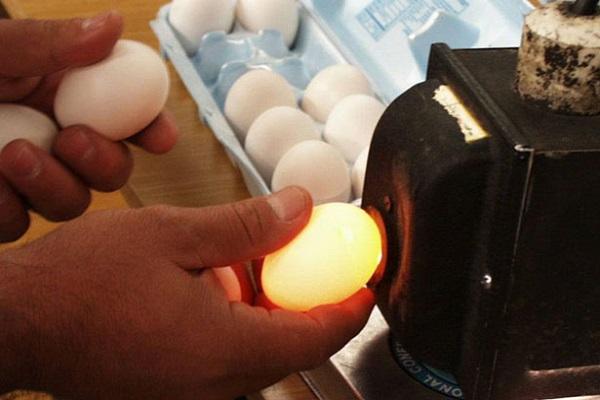 kontrola vajíčok
