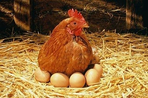 yumurta üretimi