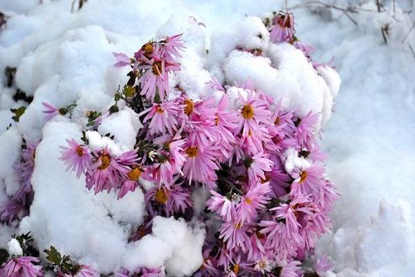 cvijeće pod snijegom