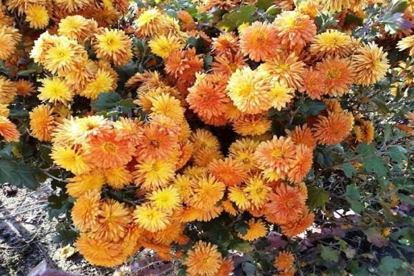 Korean chrysanthemum