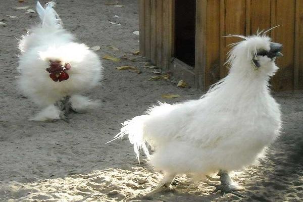 Карактеристике и опис пасмине пилића кинеске свиле, узгој и одржавање