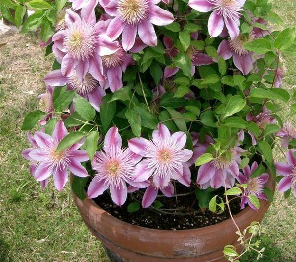 potted clematis