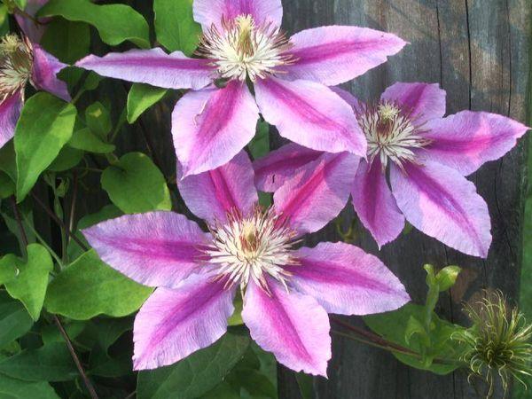 flors de clematis