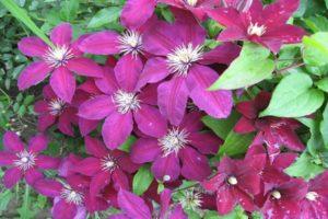 Description and characteristics of clematis variety Niobe, planting scheme and care