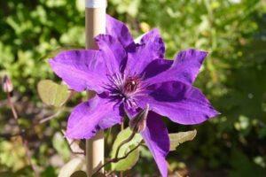 Description and group of pruning clematis of the President variety, planting and care