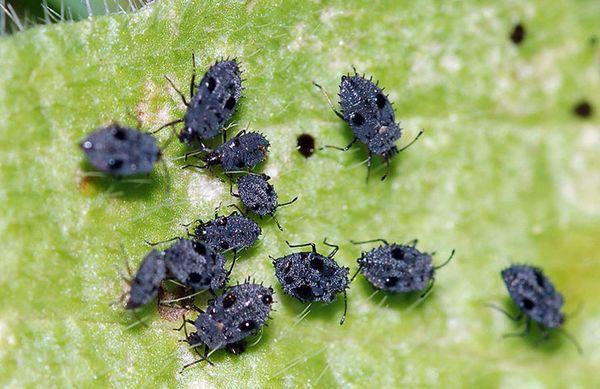 greenhouse aphid