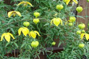 Regler for plantning og dyrkning af clematis Tangut, nuancerne af pleje