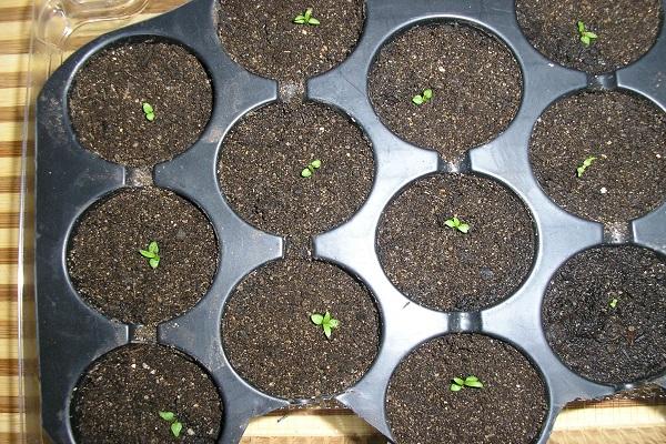 Reglas para plantar y cultivar clematis Tangut, los matices del cuidado.