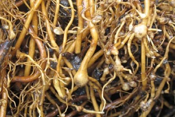gusanos en las raíces