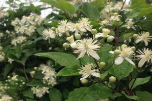 Description and varieties of grape-leaved clematis, cultivation features