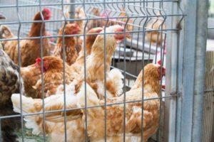 Tavukları kendi ellerinizle, türlerinizle ve boyutlarınızla döşemek için kafesler nasıl yapılır