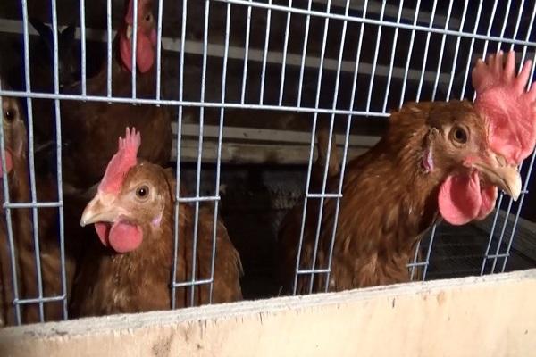 κοτόπουλα σε κλουβιά