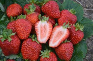 Description and characteristics of the Divnaya strawberry variety, planting scheme and care