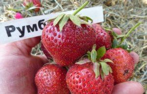 Beskrivelse og egenskaber ved Rumba jordbær, planteskema og pleje