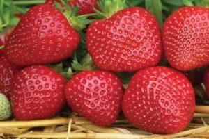 Description et caractéristiques de la variété de fraises Sensation, règles de culture