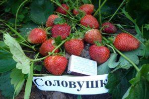 Beskrivning och egenskaper hos jordgubbsorten Solovushka, växande regler