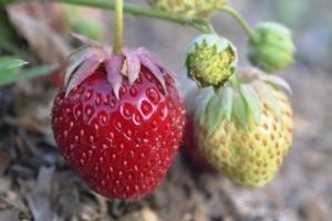 Descrierea și caracteristicile soiului de căpșuni Tago, tehnologia de cultivare