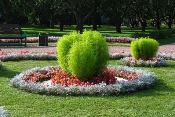dekorativ busk