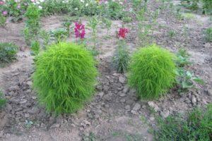 Beschreibung der Kohija-Sorten, Pflanzung und Pflege auf freiem Feld, die aus Samen wachsen