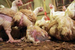 Symptoms of coccidiosis in chickens and the best treatment methods, prevention measures