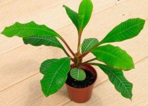 Description of the 7 best types of indoor milkweed, reproduction and care