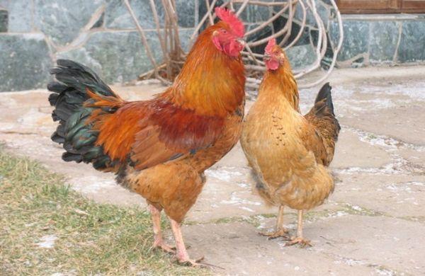 תרנגול עם עוף