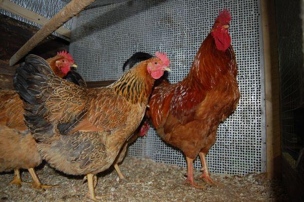 kyllinger i en hønsehætte