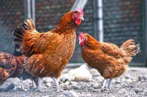 Descripció de la raça de gallines Kuchinsky Jubilee, cria i producció d’ous