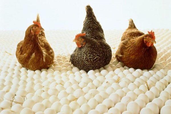 chickens on eggs