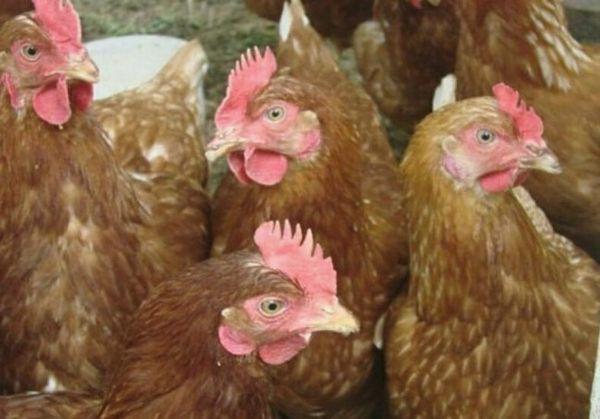 Chickens highsex