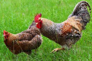 Beskrivelse og karakteristika for Bielefelder kyllinger, anbefalinger til opbevaring