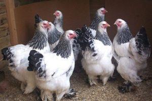ลักษณะและรายละเอียดของไก่พันธุ์บราห์มันการผลิตและการดูแลรักษาไข่