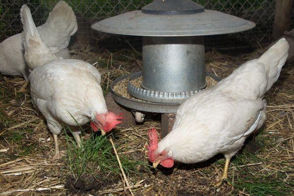 kyllinger i en hønsehætte